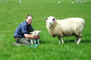 Andrew and Tefrom Sheep