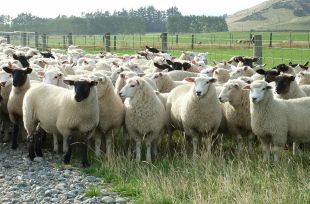 Sheep in Southland