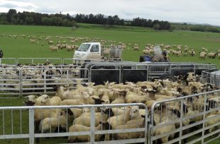 Southland Sheep on the Twin Farm Genetics Farm